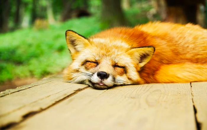 リラックスする狐